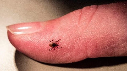 Yep, deer (black-legged) ticks are out — we’ve already gotten several reports of tick bites in February! These nasty little buggers carry the risk of Lyme disease, babesiosis and anaplasmosis, so be vigilant about prevention and detection. / Minnesota Department of Health photo