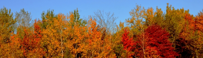 trees with fall leaves under a blue sky