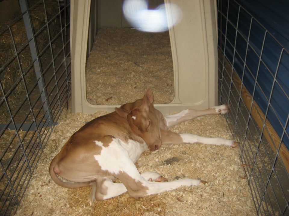 A very young calf lying asleep in a crate under a heat lamp. It's chestnut brown and white.
