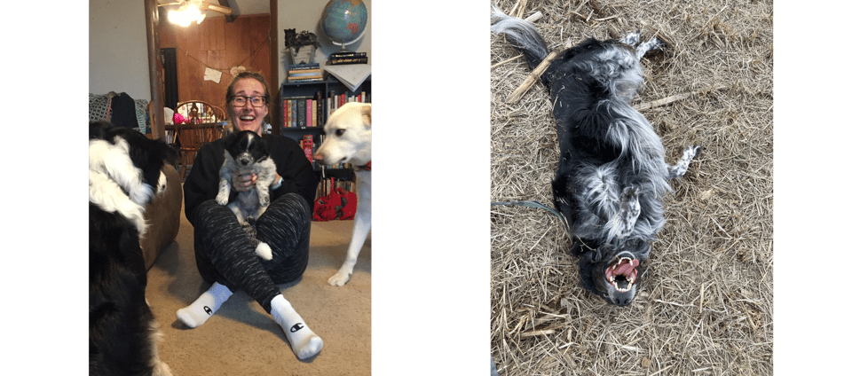 images of Katy and three dogs next to an image of a dog rolling in a field