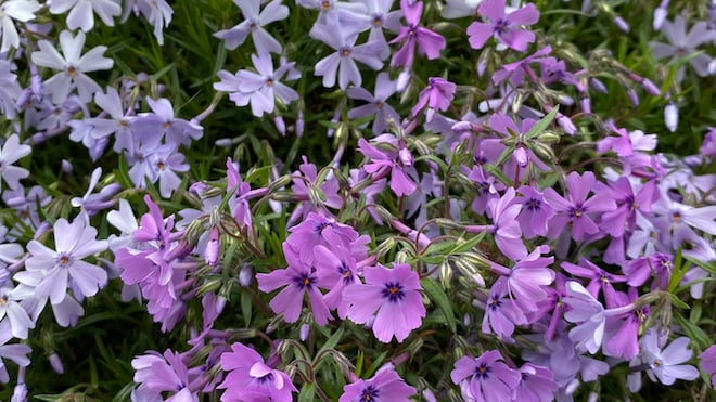 This week: Moss Phlox Blooms!