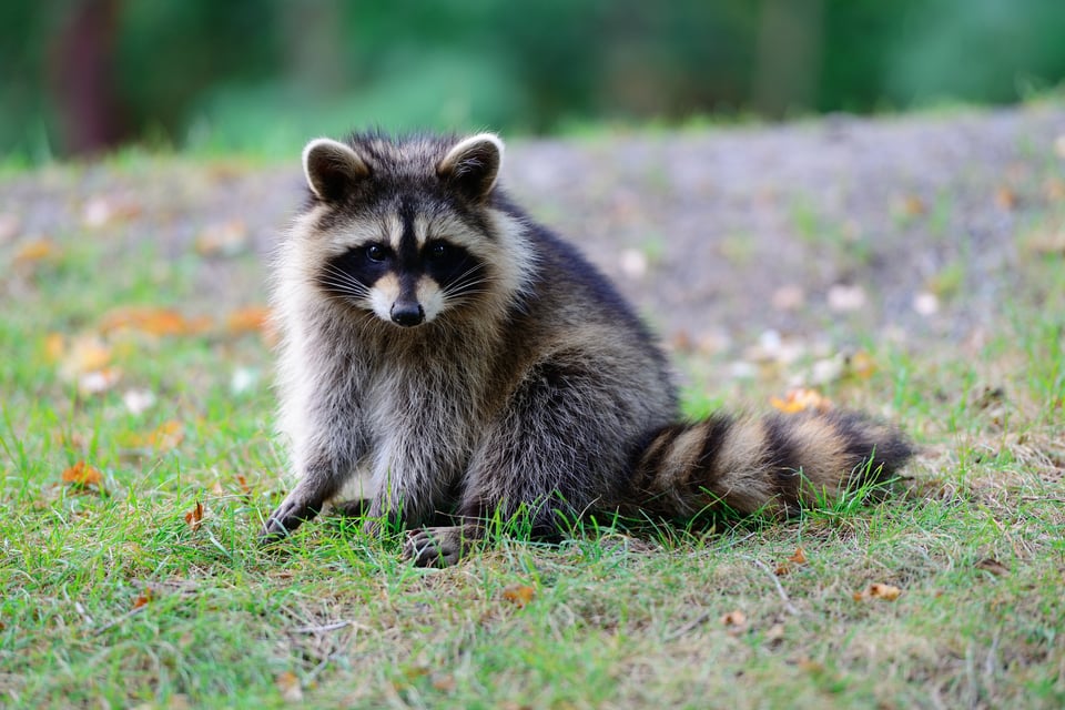 Picture of a softly furred raccoon sitting in the grass, looking right at the camera, with a blurry forest in the background.
