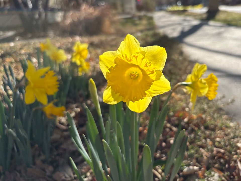 a backlit daffodil
