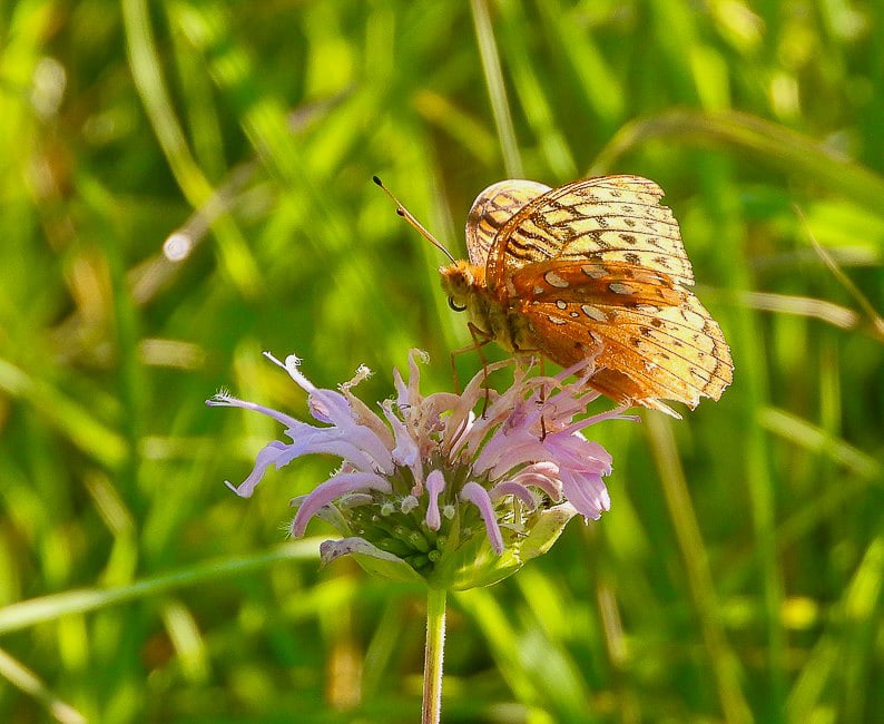 A Great Spangled Fritillary (Speyeria cybele) on bergamot (bee balm). / Photo by Steve Dietz