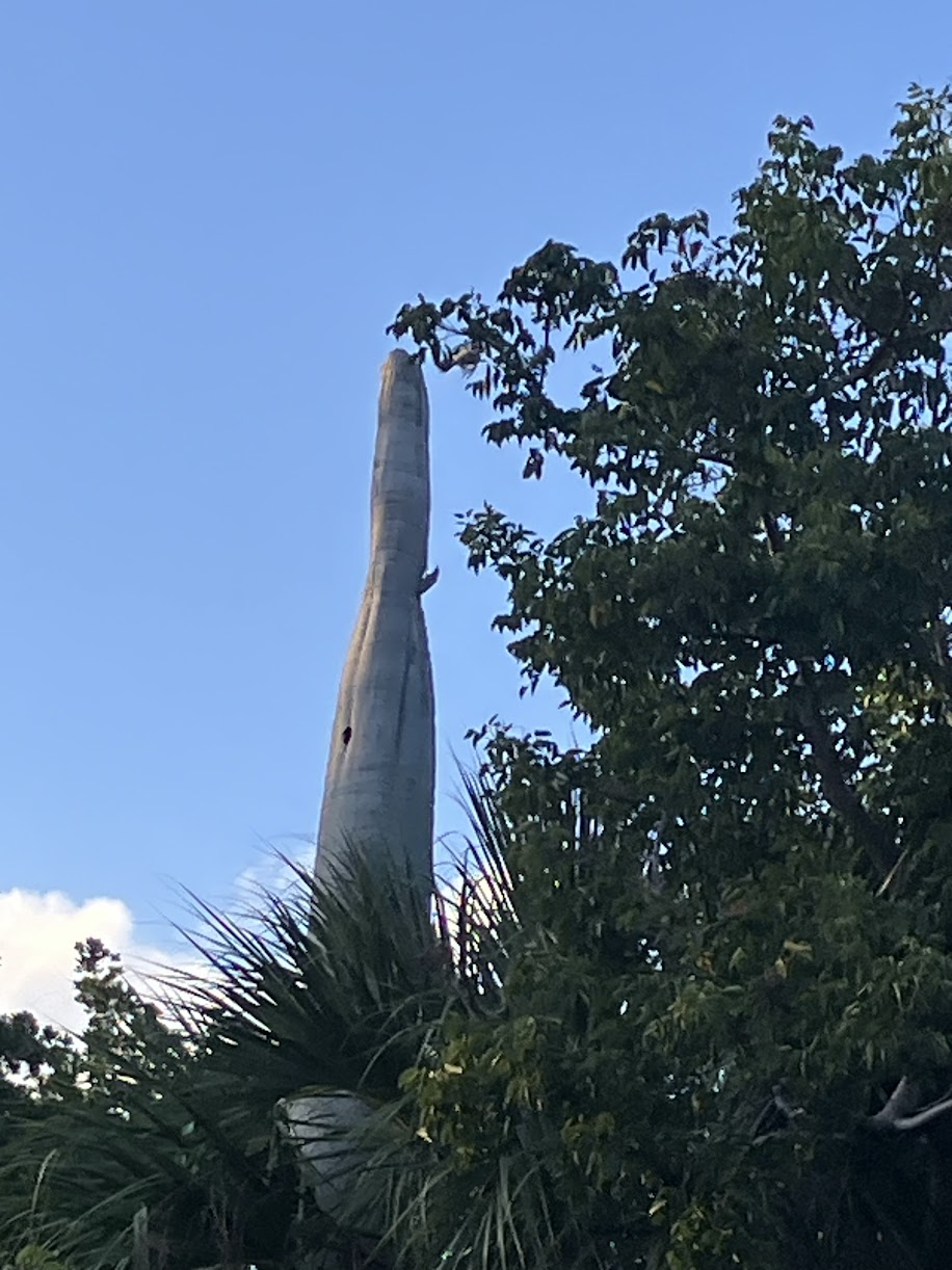 Red-bellied woodpecker in a dead palm tree