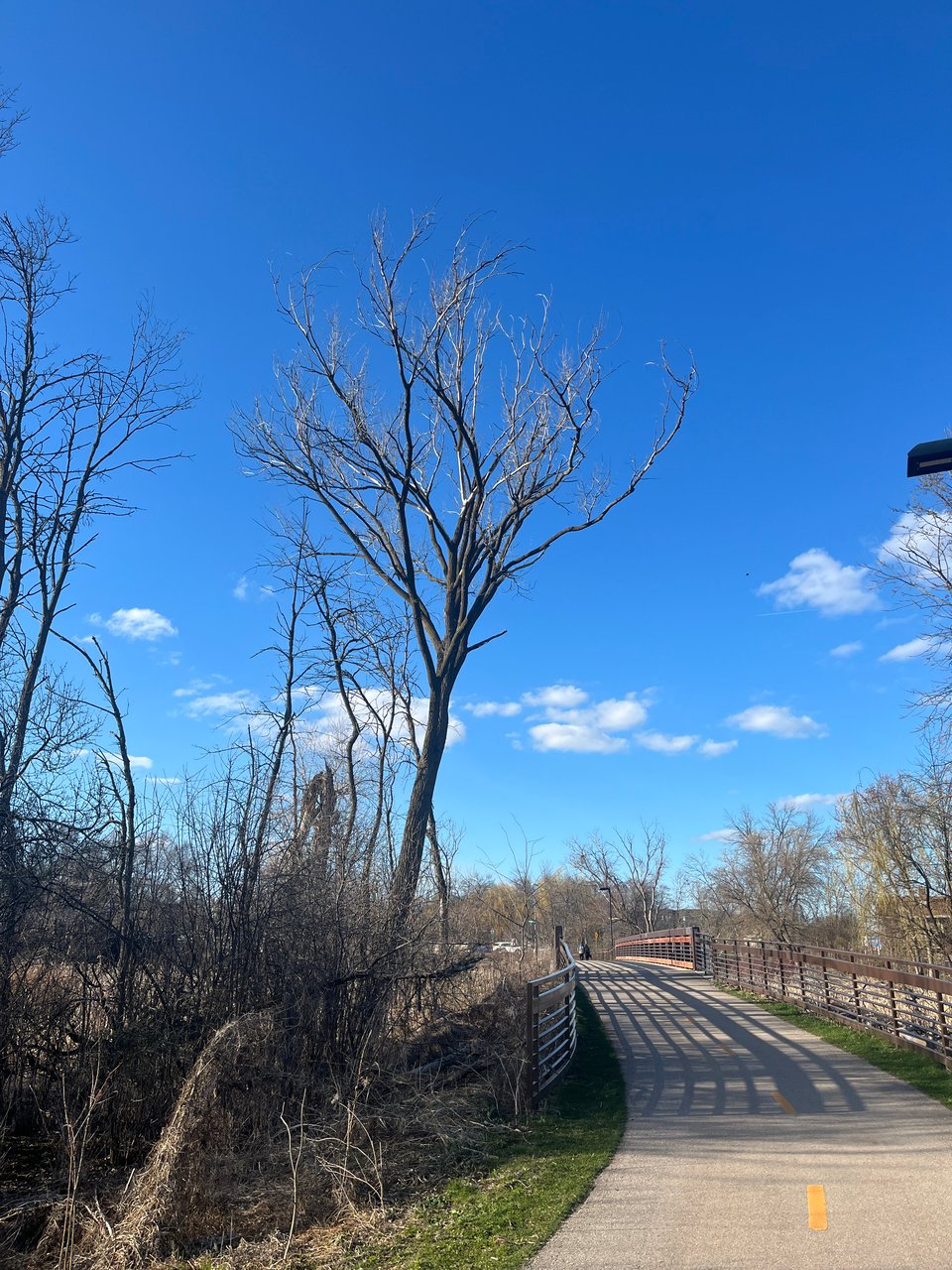 tall tree reaching up in a bright blue sky with clouds over a bridge patched with shade