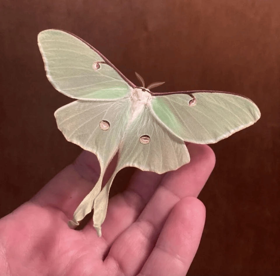 A hand holds a beautiful sea-green moth.