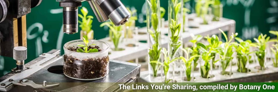 Plants in test tubes. It's an uninspired choice this week, as it's getting late.