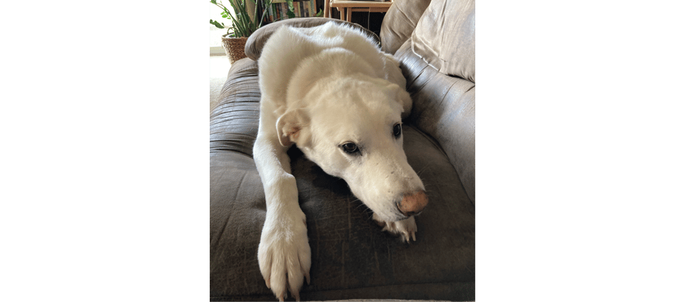 white dog named Booker laying on a couch