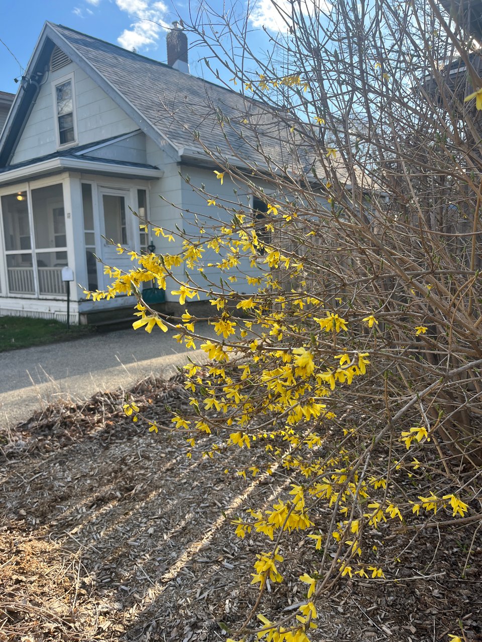 yellow leaves on a bush in a mix of sun and shade