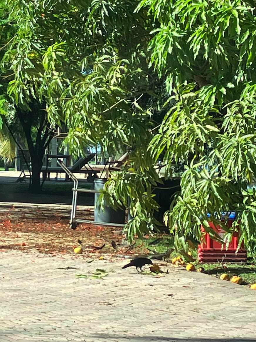 Crows and iguanas nibbling at fallen mangoes.