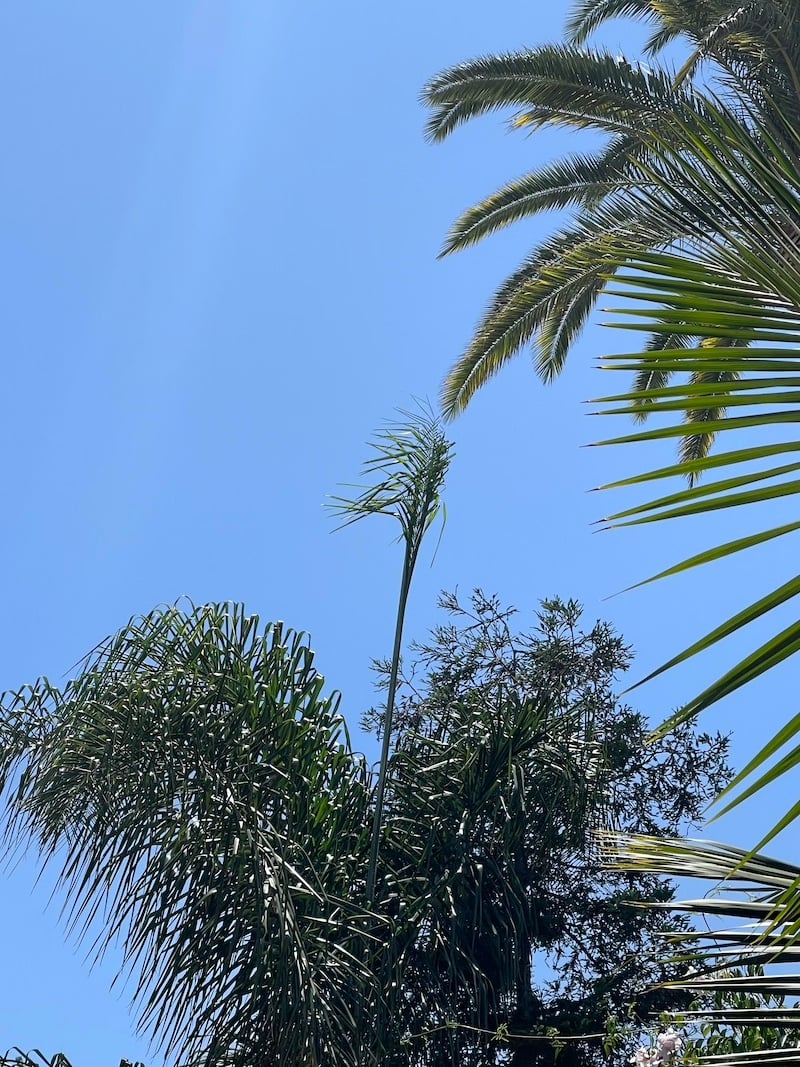 palm tree fronds, one new frond starting to unfurl, blue sky background