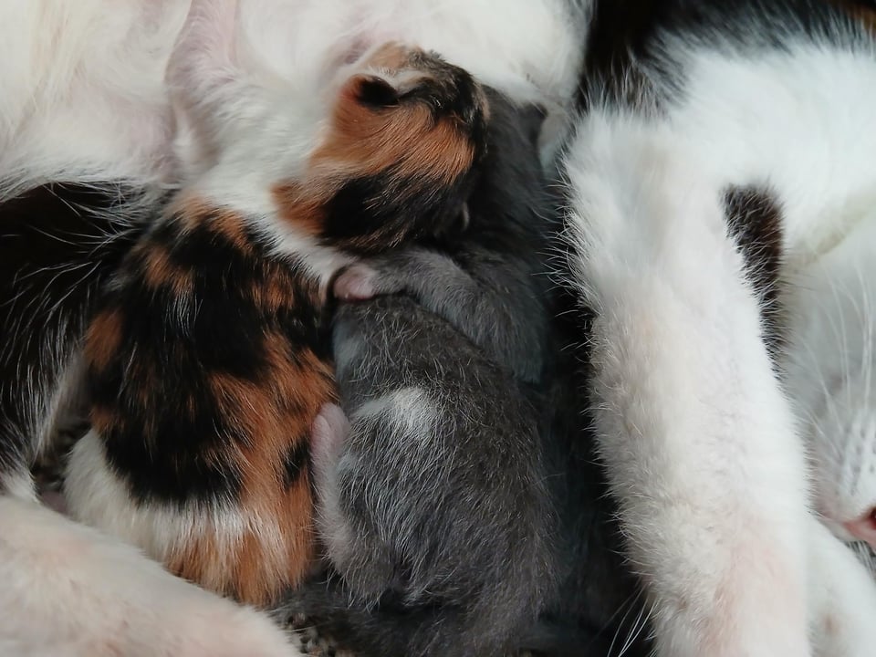 Newborn calico and dilute tortie kittens snuggling into a white and black adult cat