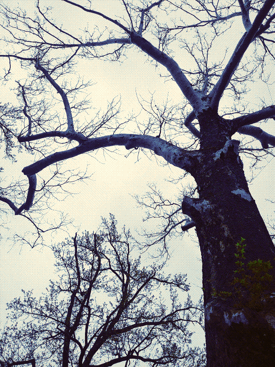 A tall American sycamore tree against a bright, cloudy sky.