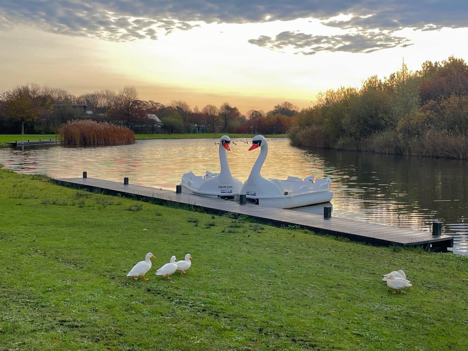 A view of green grass, a wide canal behind the grass and sunrise beyond the horizon. The water is reflected golden yellow and two large swan paddle boats are at the edge of the grass next to a dock.