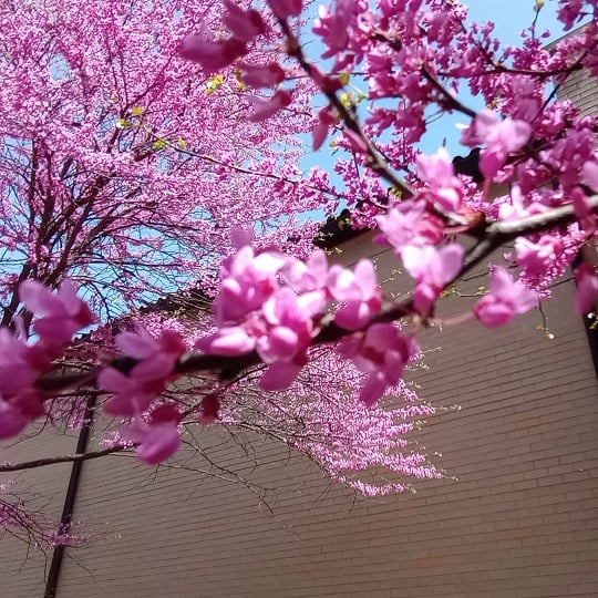 close up out of focus of redbud flowers, with another redbud tree and a beige brick building in the background against a blue sky