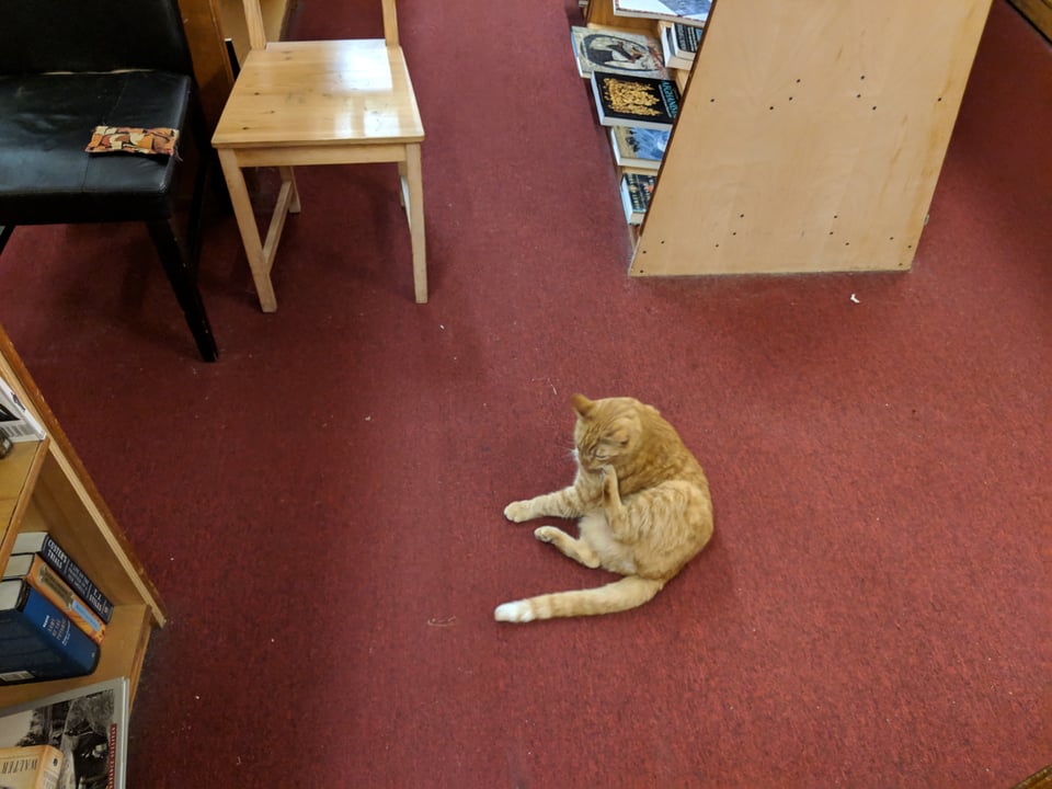 An orange striped tabby cat sitting on a reddish maroon carpet surrounded by bookshelves. The cat is very comfy because this is his space.