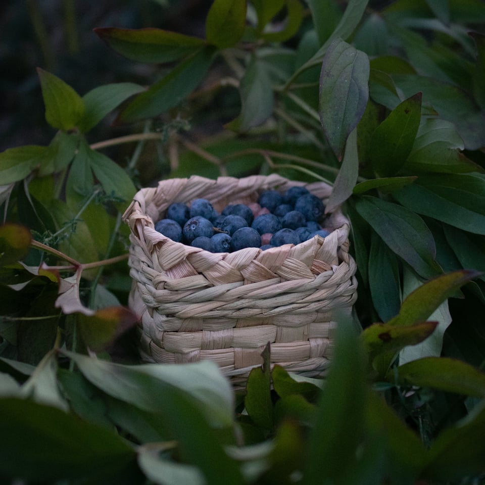 Cattail berry basket filled with blueberries resting in leaves