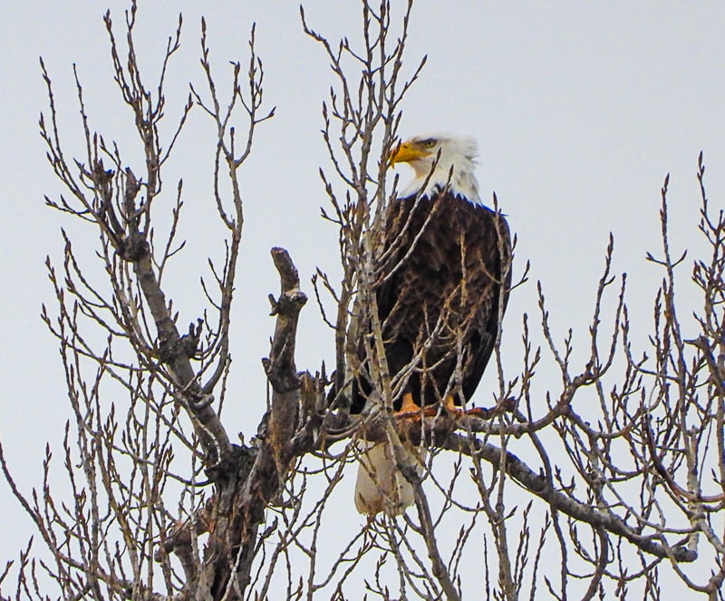 For Bald Eagles breeding in Minnesota, the month of March is spent incubating their eggs. Hatchlings emerge from late in the month to early April. Check out the Minnesota DNR’s live eagle webcam to learn more about what they’re up to as spring unfolds. / Photo by Steve Dietz