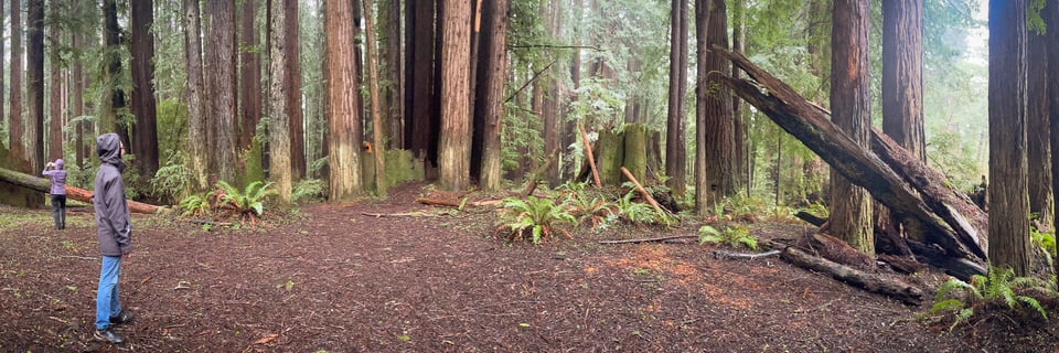 The redwoods are calling