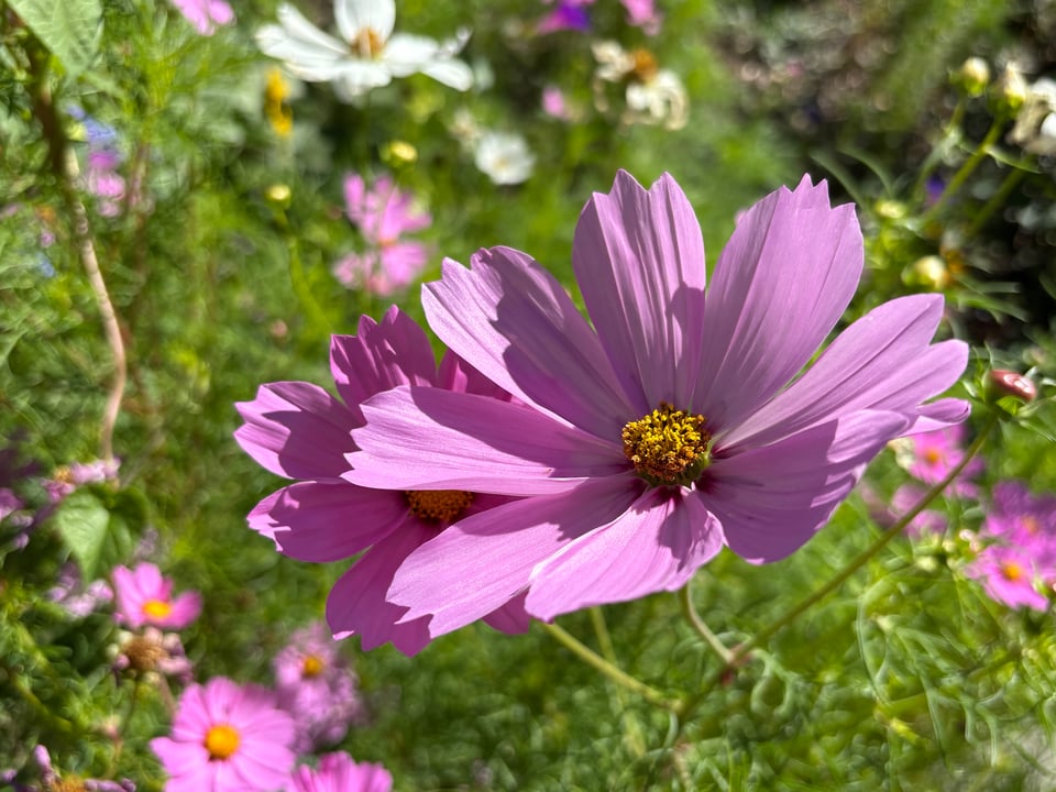 another purple cosmos because I like them and it's my newsletter