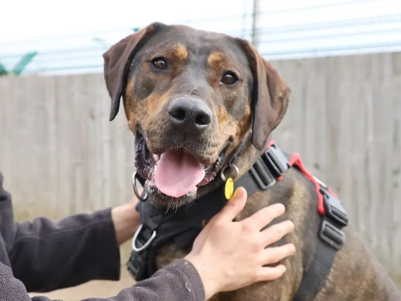 A brown dog smiles happily at the camera