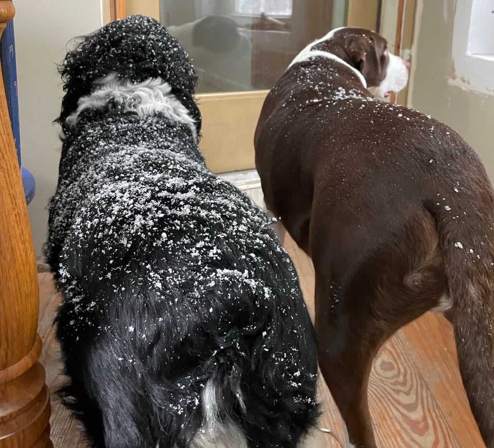 Two dogs face away from the camera with snow covered butts.