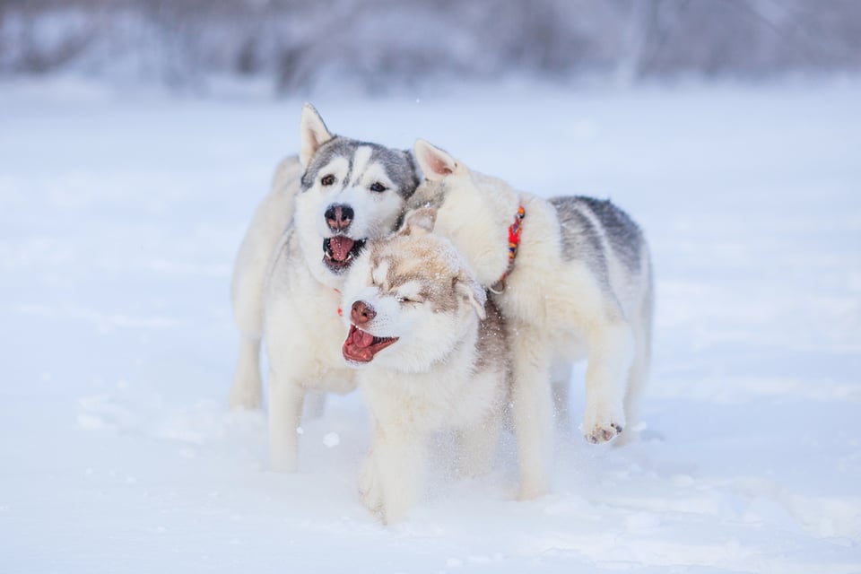 Three playful Siberian Husky dogs romp in the snow.