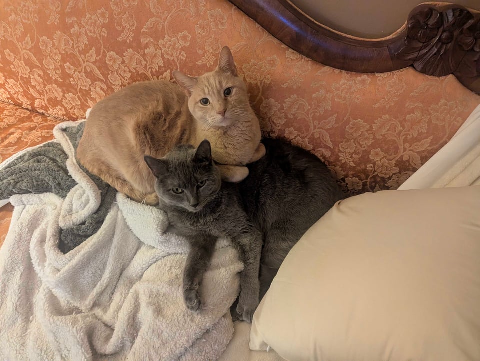 A grey cat half curled up on a fuzzy white blanket, with a larger buff cat loafing half on top of her.