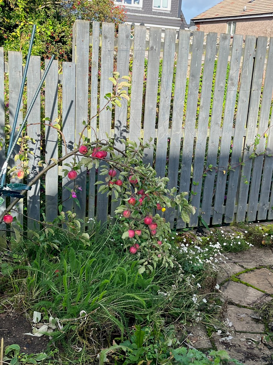 a small apple tree bent over with red apples in a bed of yarrow and chamomile, against a grey painted fence