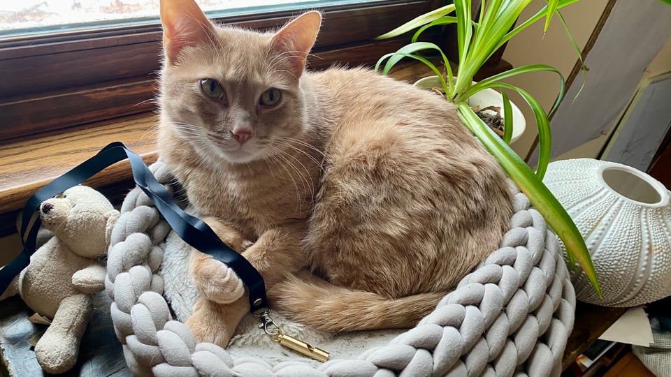 an orange cat in a cat bed. A brass whistle on a long black ribon is draped over him.