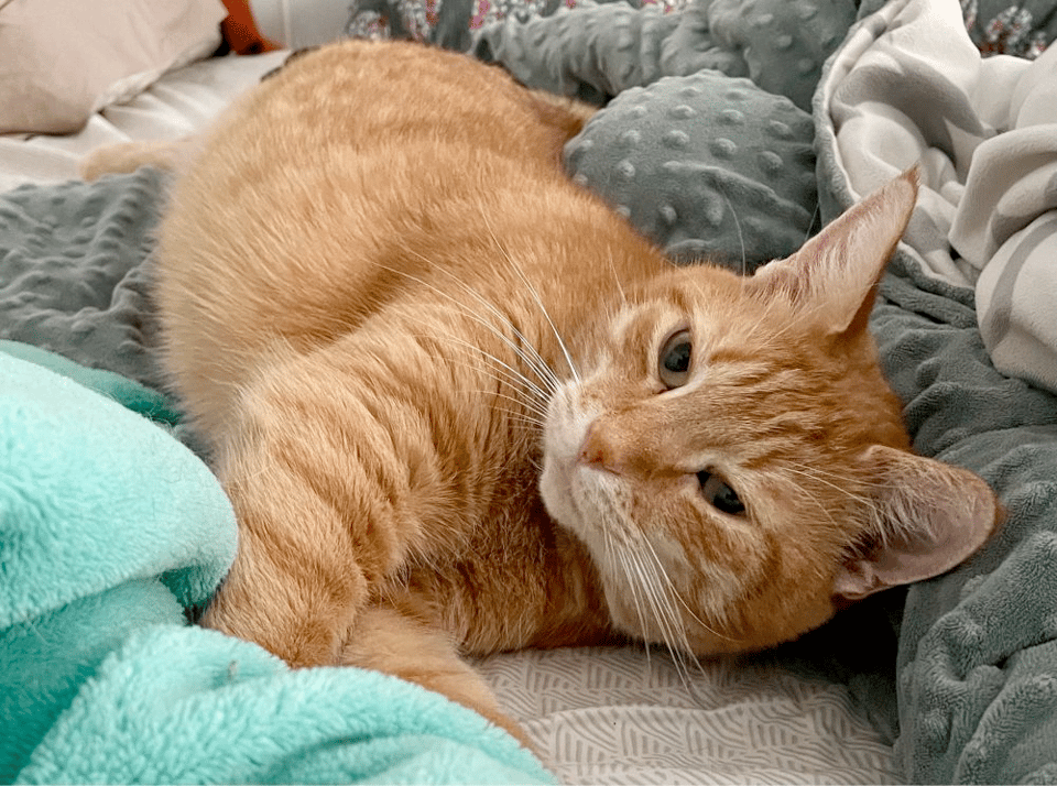 An orange tabby cat laying down among a gray blanket and a light teal blanket