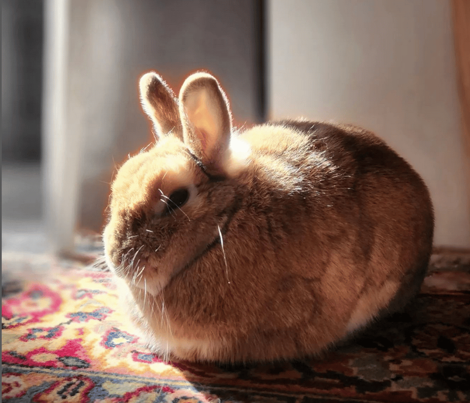 A brown fuzzy bunny absolutely gleaming in a sunbeam.