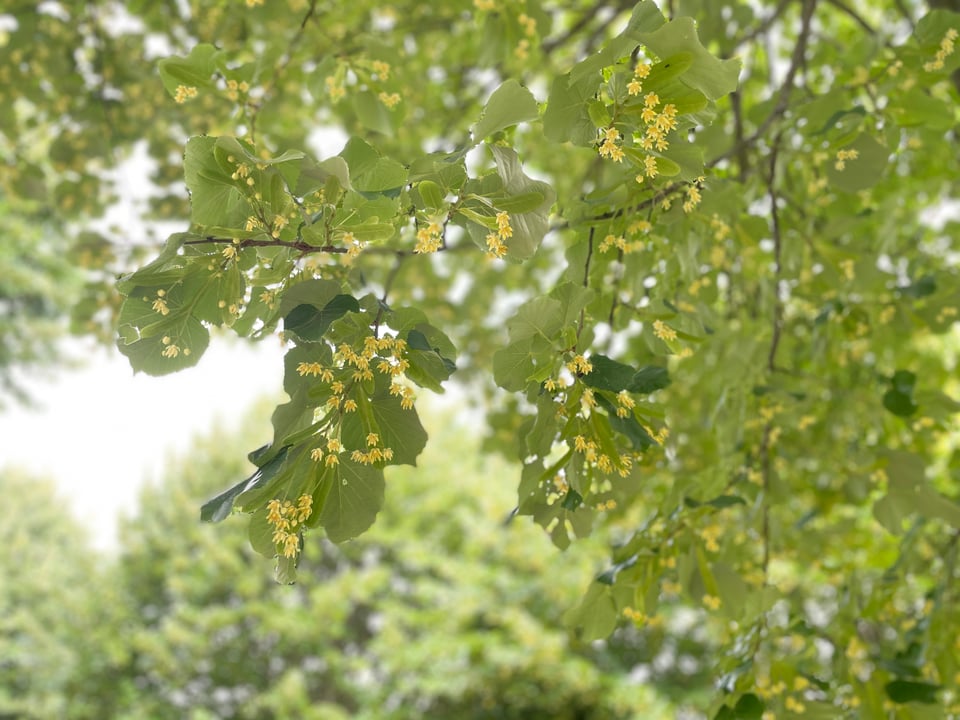 The underside of the linden tree with starburst cream colored flowers under the leaves.