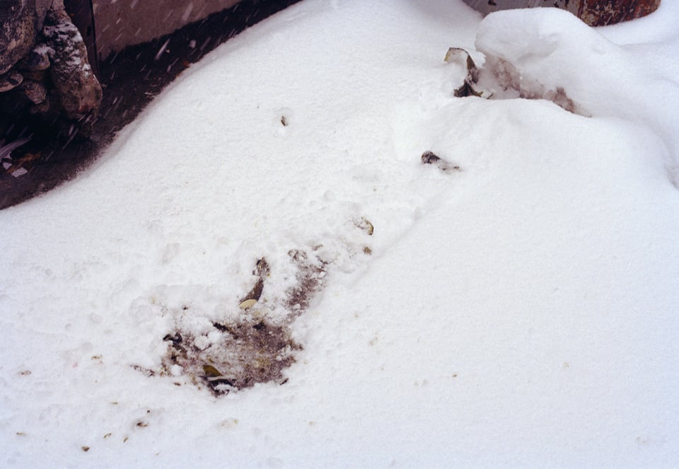 Broken wine bottle, March 2015