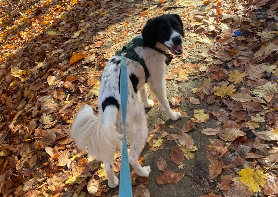 A small black and white dog, on leash, in the woods, looking back towards the camera and smiling.