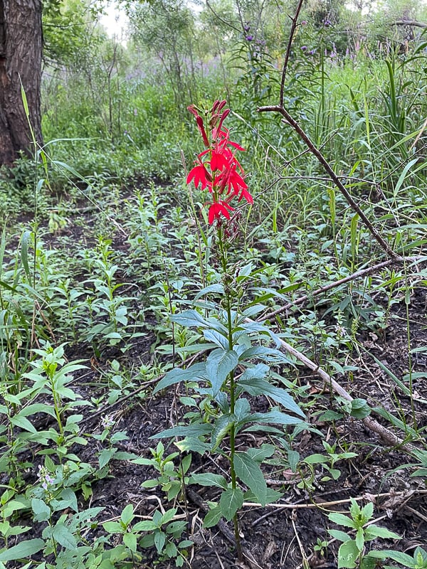 Tromping along the Sand Point Trail in August, knowing if not yet feeling that fall is approaching, you may experience the single bright red splash of a blooming cardinal flower like a flash of spring memory. / Photo by nickschmidt22, Sand Point Trail,