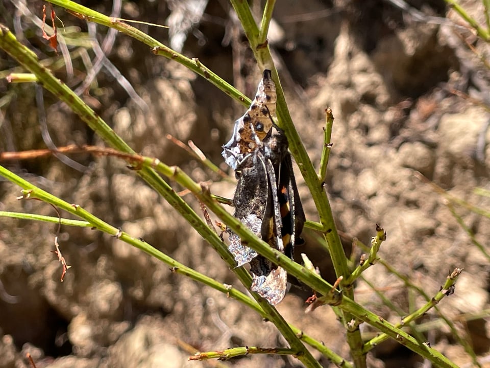A butterfly with its wings still mostly folded, the purplish gray underwing showing, hanging downwards and holding on to the shell of its chrysalis within some thin green branches. The texture of the wings is silky and not yet rigid.