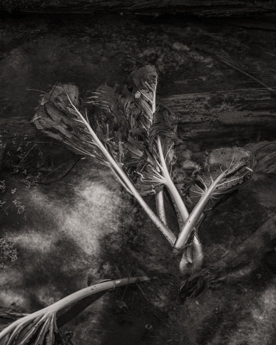 Cody Schultz - DSCF5515.jpg