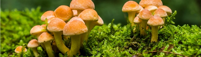 mushrooms growing on moss