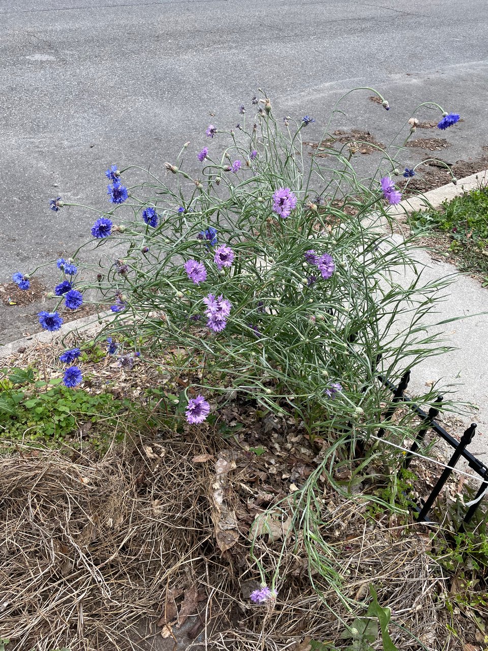 Blue and purple flowers in a sidewalk planter