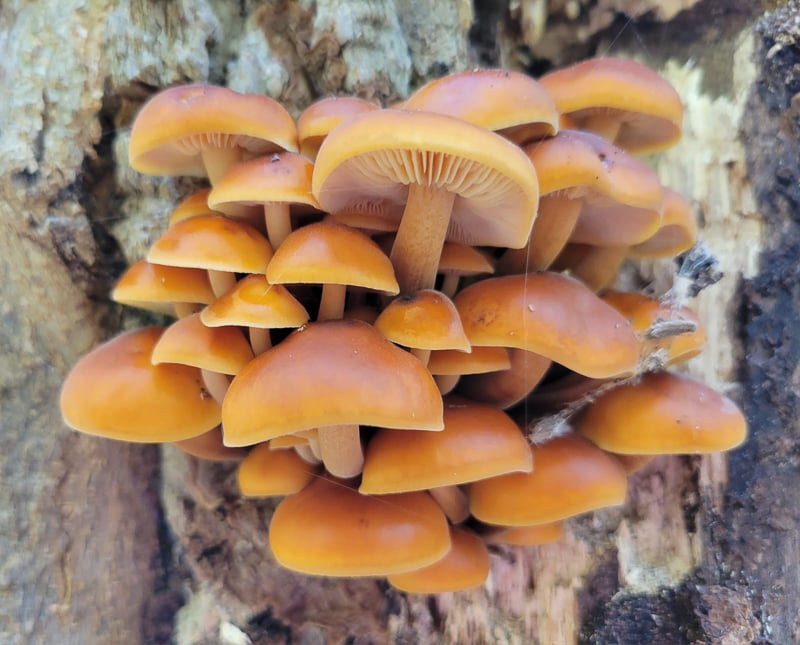 Mushrooms in November? Sure, if it’s warm and moist enough. These are velvet feet (Flammulina velutipes), also known as winter mushrooms or velvet shanks, photographed late in October in Frontenac State Park. They’re edible, but we advise caution since they have some toxic lookalikes, such as deadly gallerina. Fun fact — velvet feet are the same species as the very different-looking enoki mushrooms you can buy in fancy grocery stores.  / Photo by Pamela Miller
