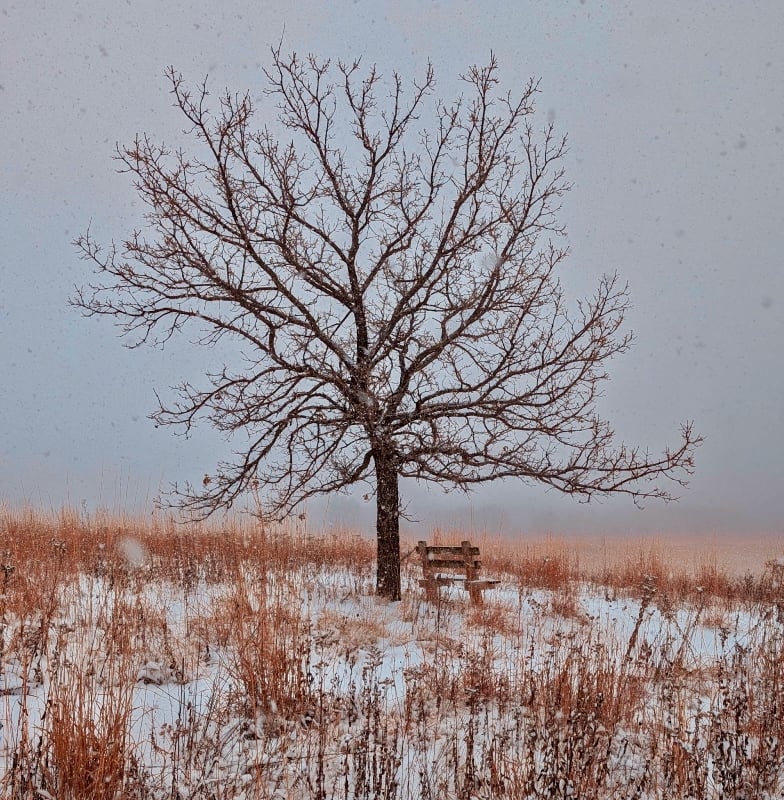 An oak’s twisted branches greet a snowstorm in the park. / Photo by Jake Gaster