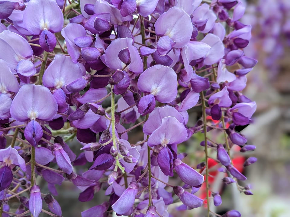 Plants of Los Angeles, part 2