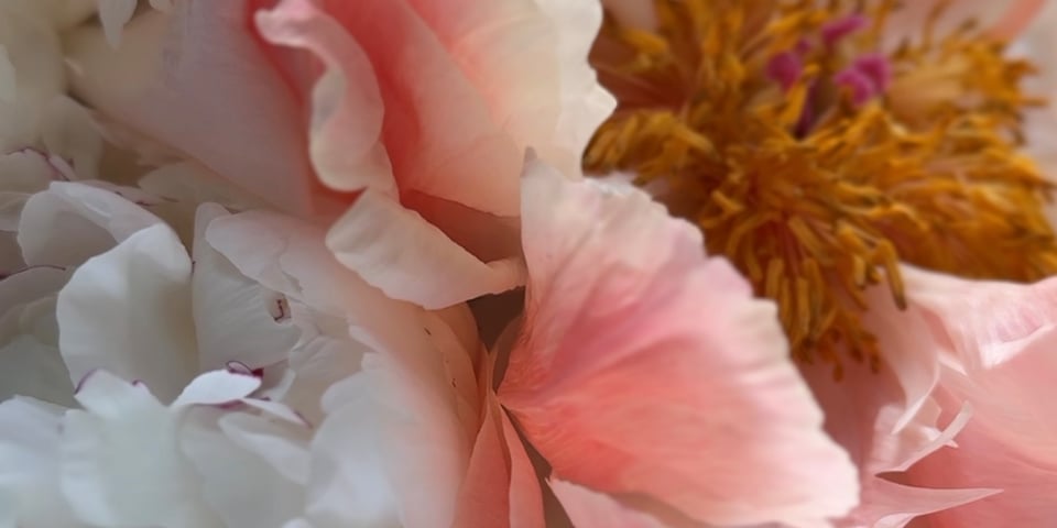 Close up of peony petals