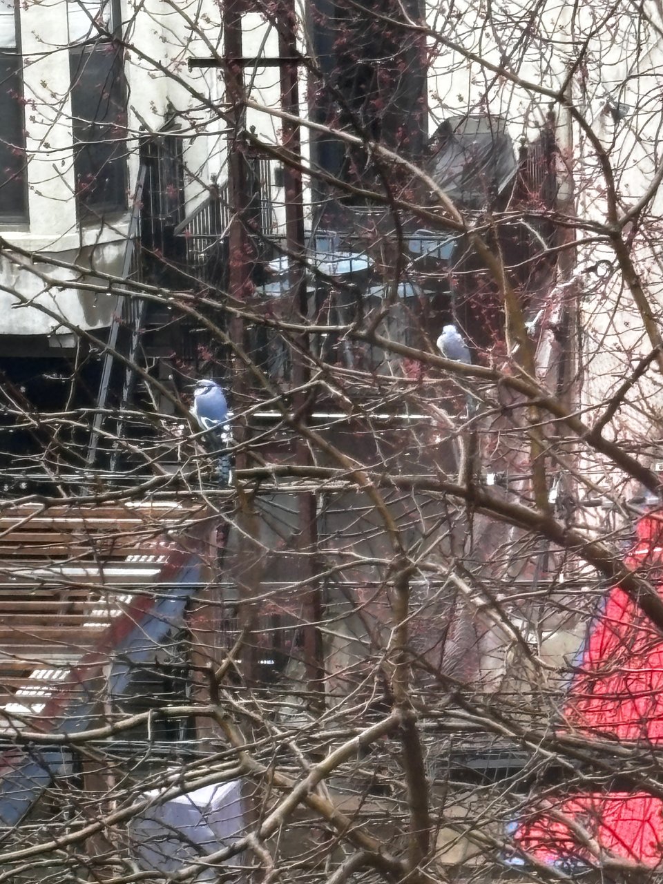 a pair of bluejays perched on barren tree branches in Brooklyn