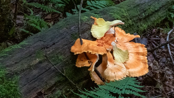 Orange, ruffled mushroom on a fallen log