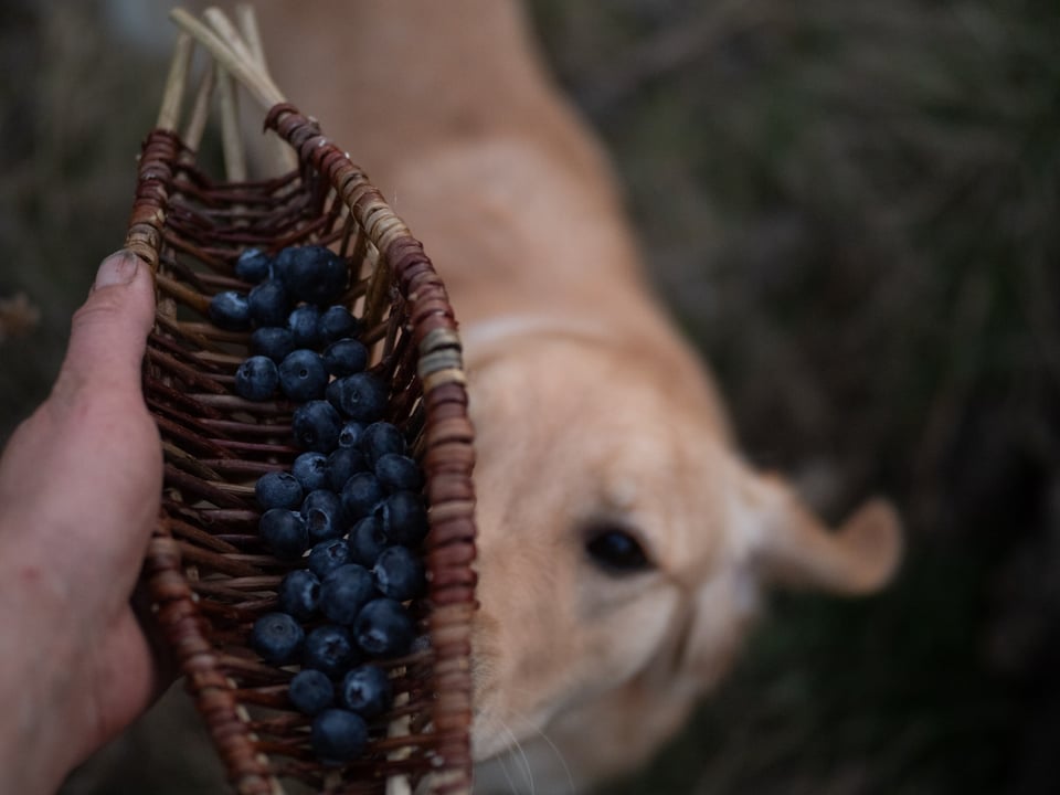 berry-boat-freyja-8.jpg