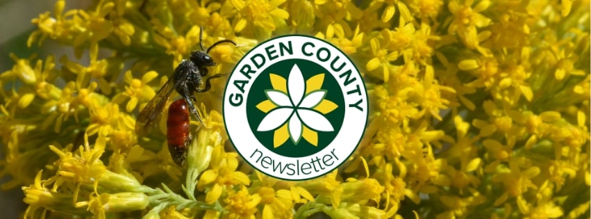 A red blood bee is browsing the flowers of a yellow goldenrod. The Garden County logo is placed in the centre.