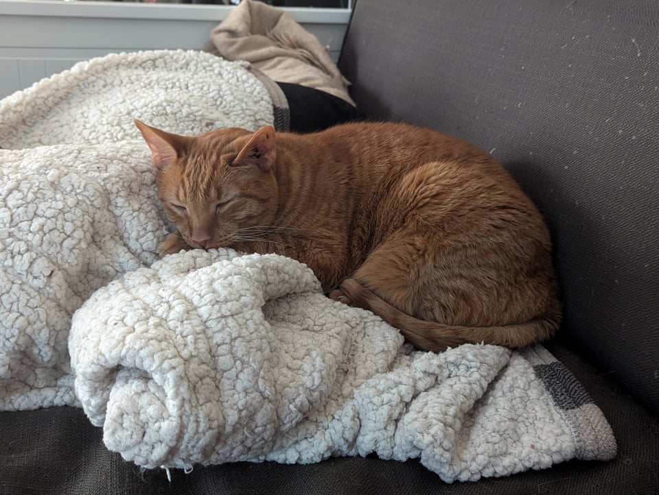 A striped orange tabby snoozing on a heaped fuzzy blanket